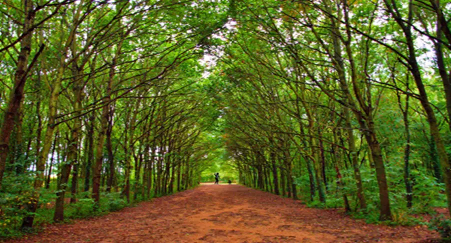 Newent Arboretum